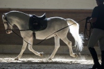 Novice