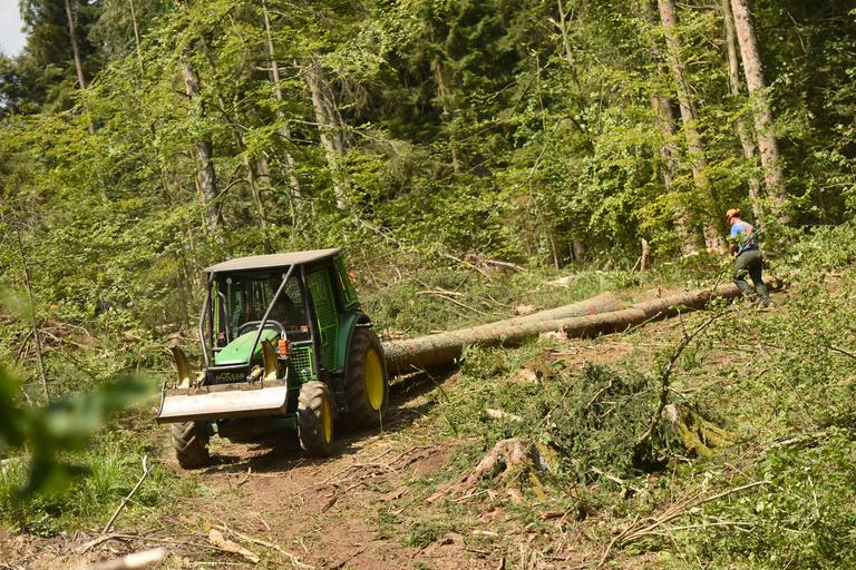 Slovenski državni gozdovi lani s 13,2 milijona evrov dobička