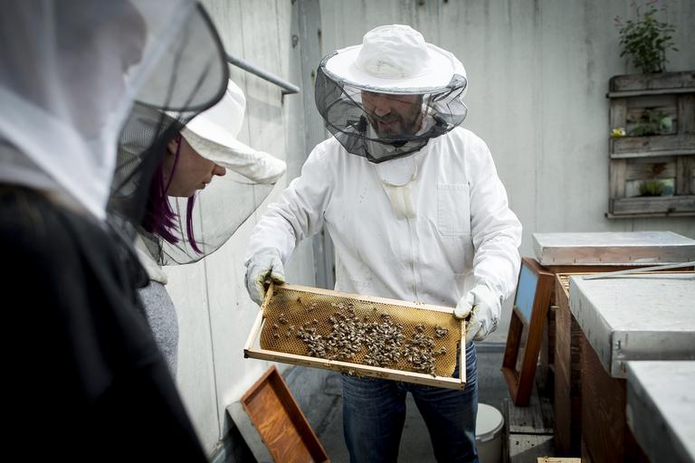 Čebelarska kriza v Sloveniji: domačega medu bo veliko manj