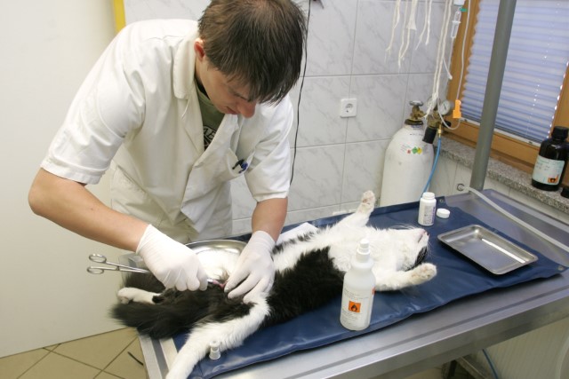 Veterinarji se borijo za golo ohranjanje delovnih mest