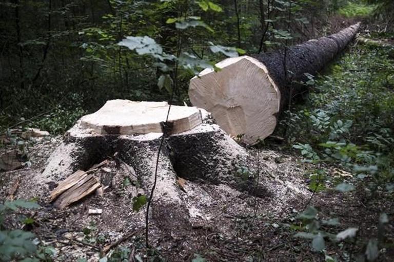 Štirje meseci državnega gozdarja: mencanje z razpisi in prva selitev