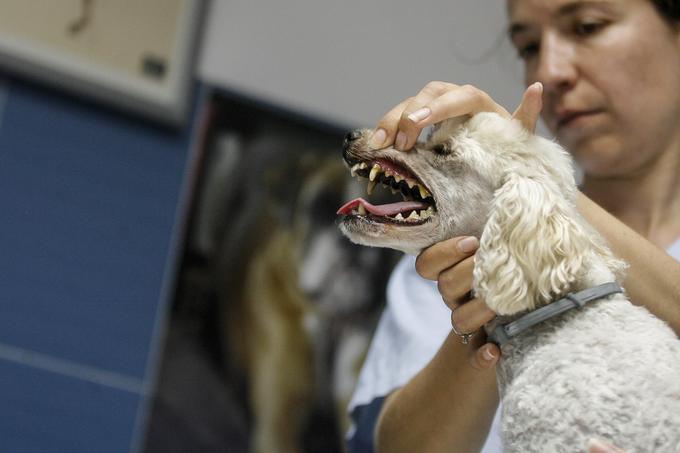 Koliko zaslužijo največji veterinarji?